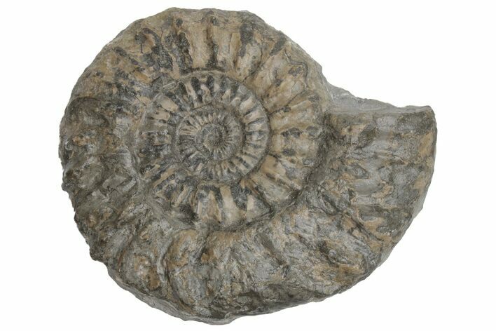 Jurassic Fossil Ammonite (Oistoceras) - United Kingdom #219990